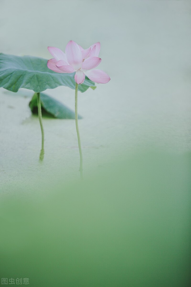 所遇皆温柔，所念皆慈悲，愿你以欢喜心过生活，以温柔心除挂碍