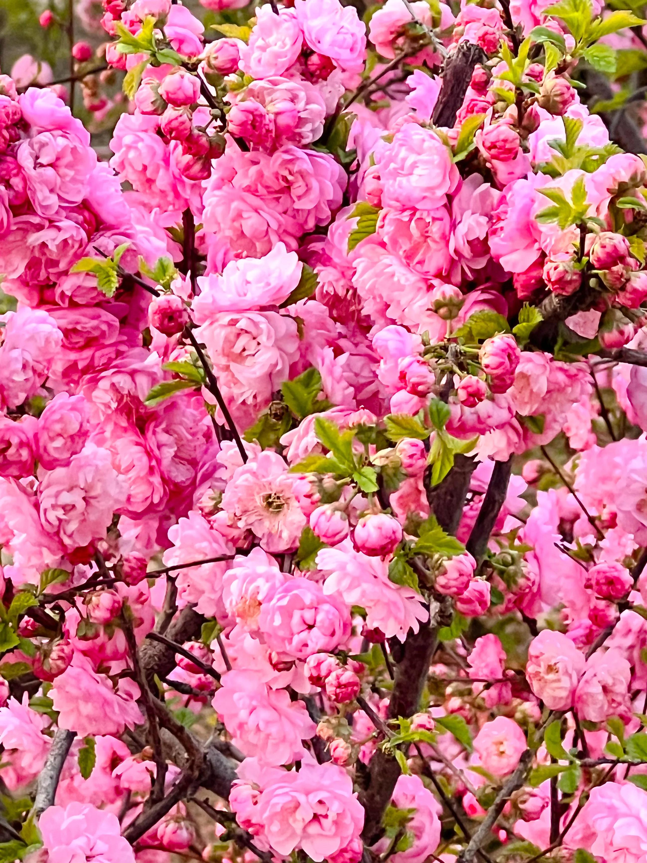 人间四月尽芳菲,繁花似锦芳草茵茵,花香四溢沁人心脾