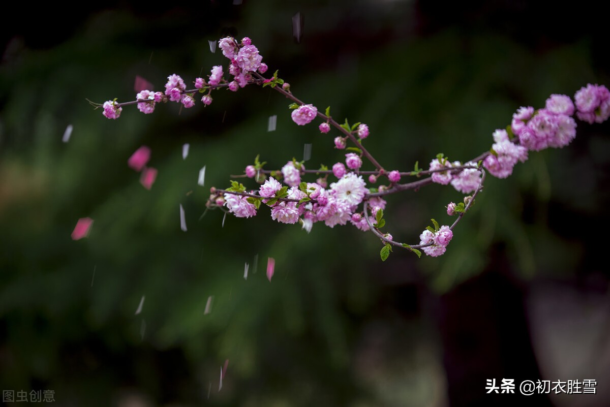 明麗芳草落花美詩六首:白日照綠草,落花散且飛