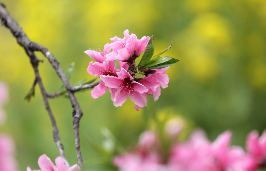 春光是这朵花，占12首桃花的诗词，去诗词中一次桃花的约定