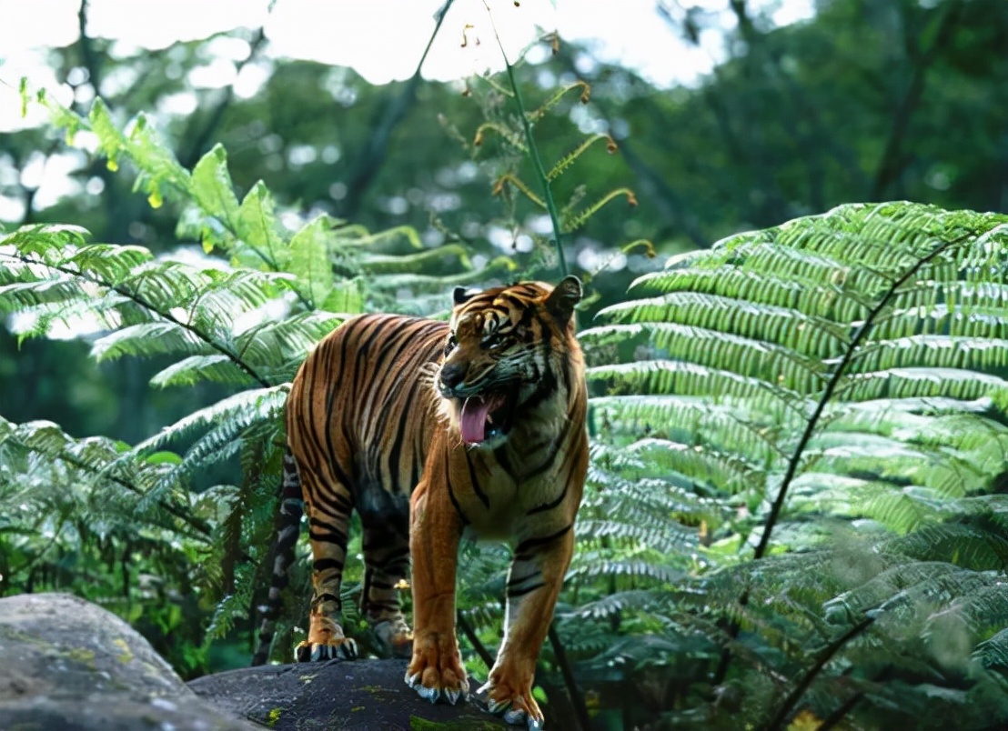 江西多人看见野生华南虎,为何专家还说它们灭绝了?问题出在哪?