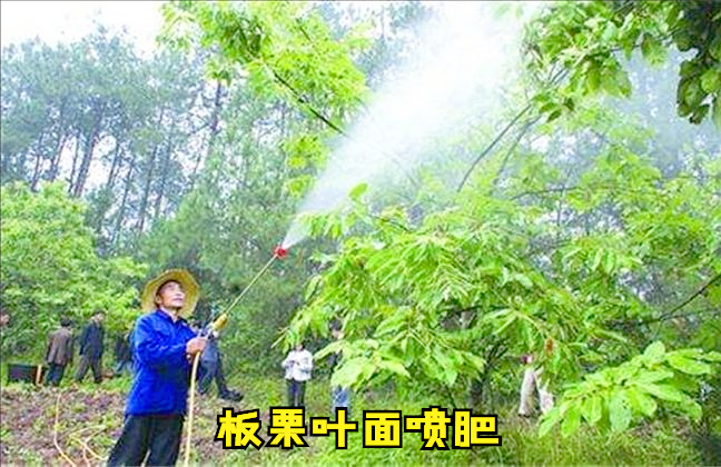 板栗春天施什么肥？以氮肥为主，谨防微量元素缺乏症