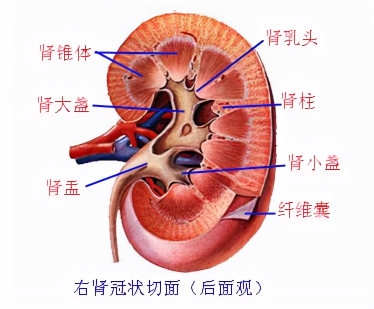肾脏所在位置（浅话肾脏的解剖结构，了解你自己的身体）