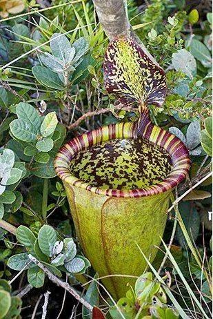世界上十种剧毒植物每一种都是剧毒无比