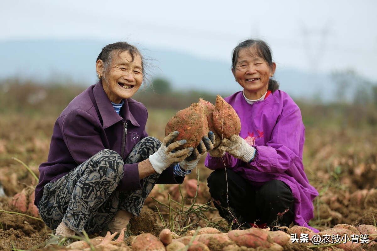 做好这5点(红薯生长后期如何管理更容易高产？重点做好这5点)