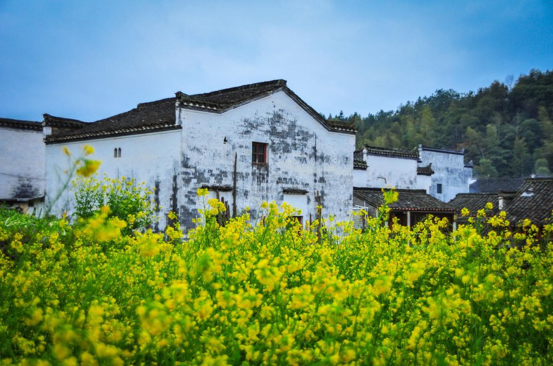 花期提前，满是金色海洋，去婺源的最佳时节已到