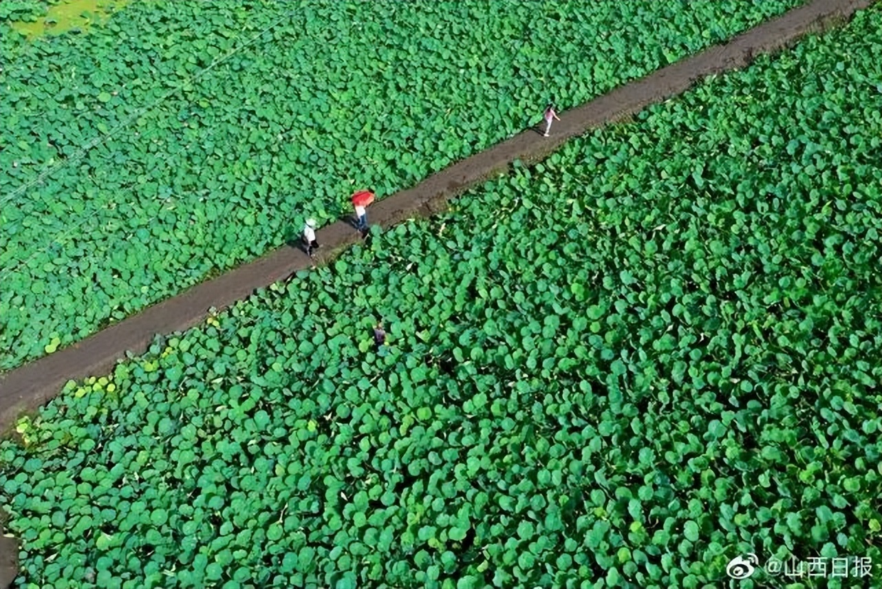 线上展览 | 锦绣太原 荷逢盛世——喜迎二十大•荷花系列线上作品展（第一期）