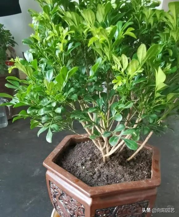 中国最香的花排名（10种花香气浓郁久聚不散）