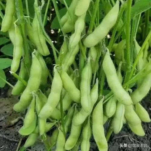 告诉你几个促进作物质优产量高的‘‘施用剂’’及配方