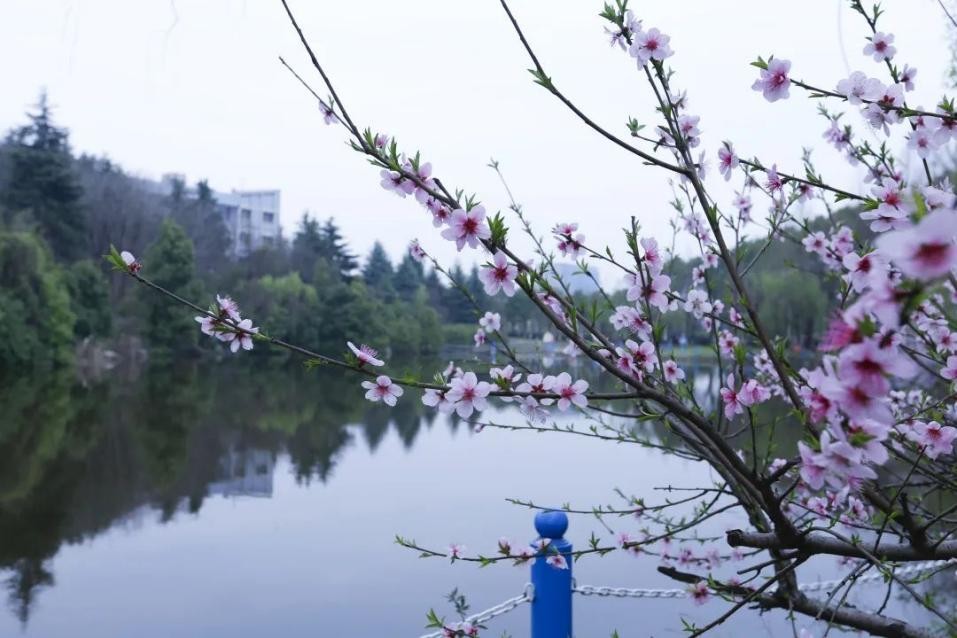 “钱景”广阔！湖北这所大学：8个专业跻身“高月薪”榜单