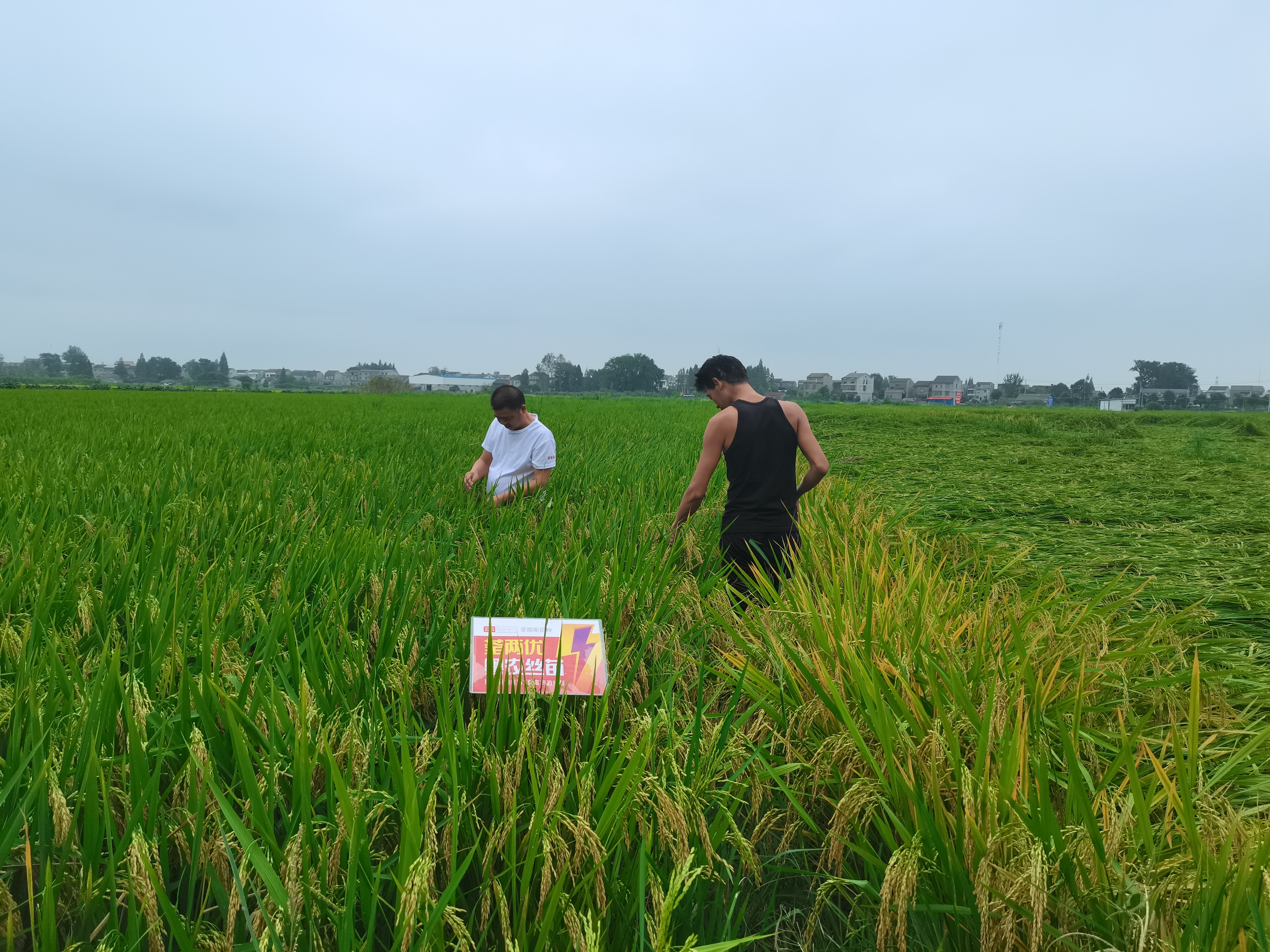 荃能稻·荃两优粤农丝苗—再生稻栽培技术指导