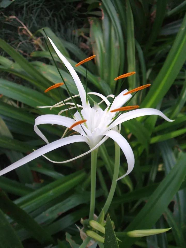 有 蜘蛛百合 螯蟹花之称的蜘蛛兰 茎中含毒你知道吗 天天看点