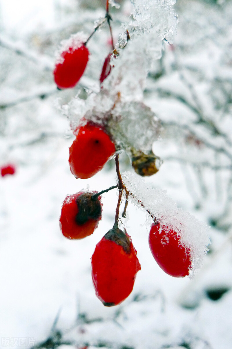我的花花正开时--我问大夫何药能治相思苦九叶重楼冬蝉隔年雪
