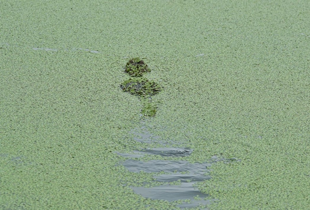 铜山湖水怪（铜山湖水怪真的存在吗）-第3张图片