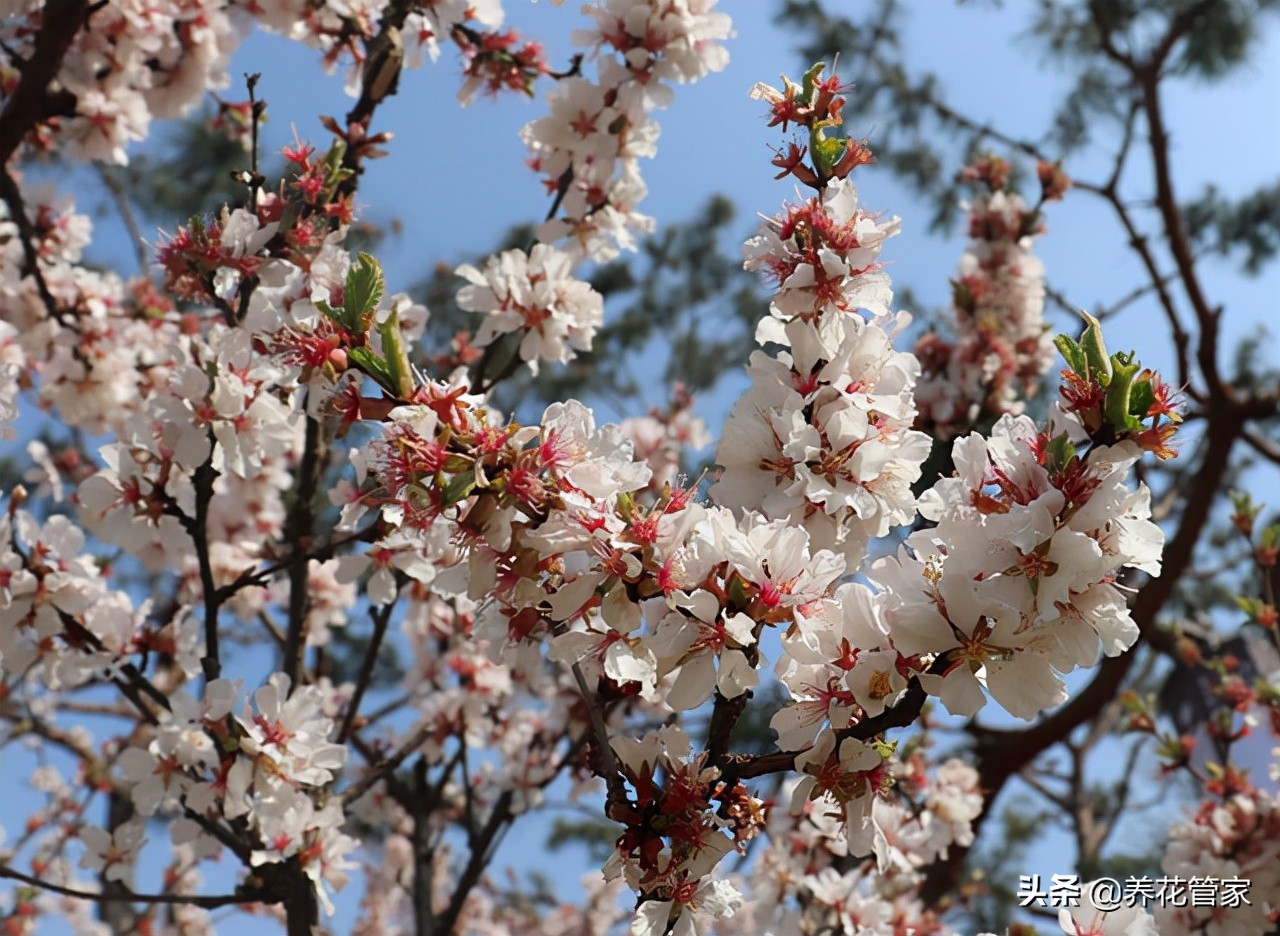 杏花落指的是什么（对杏花的简介与样貌介绍）