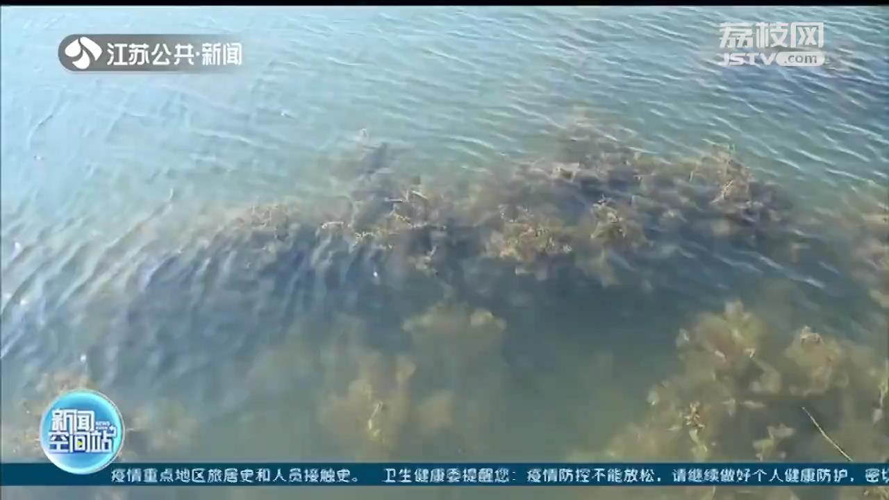 重建恢复阳澄湖原生水生植被 江苏首次开启开放性湖泊种草