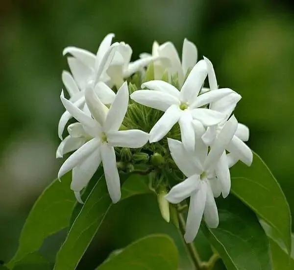 芳枝馥郁，仙气飘飘的素馨花