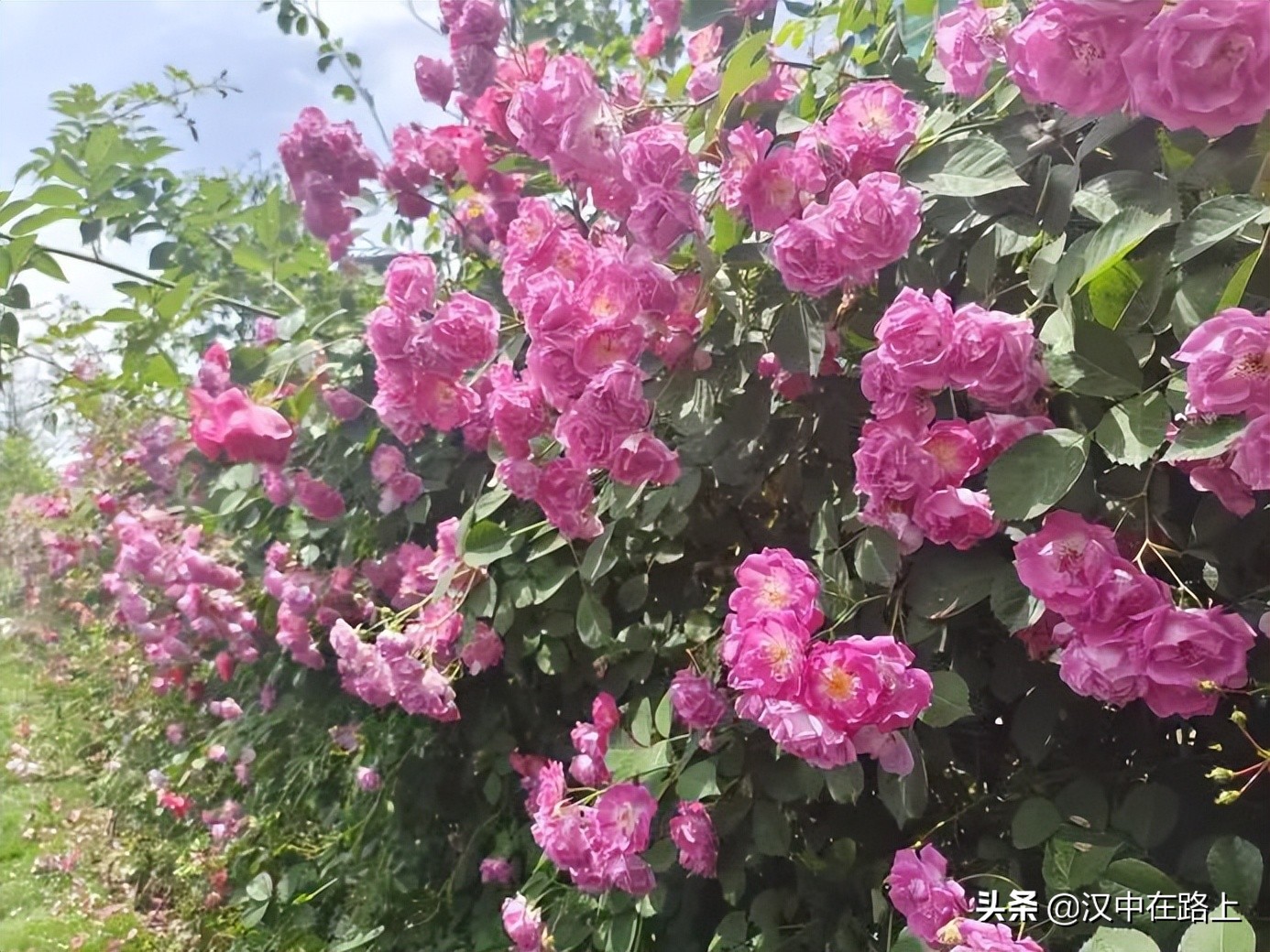 漢中濱江新區(qū)金牛路——“月季大道”上線了