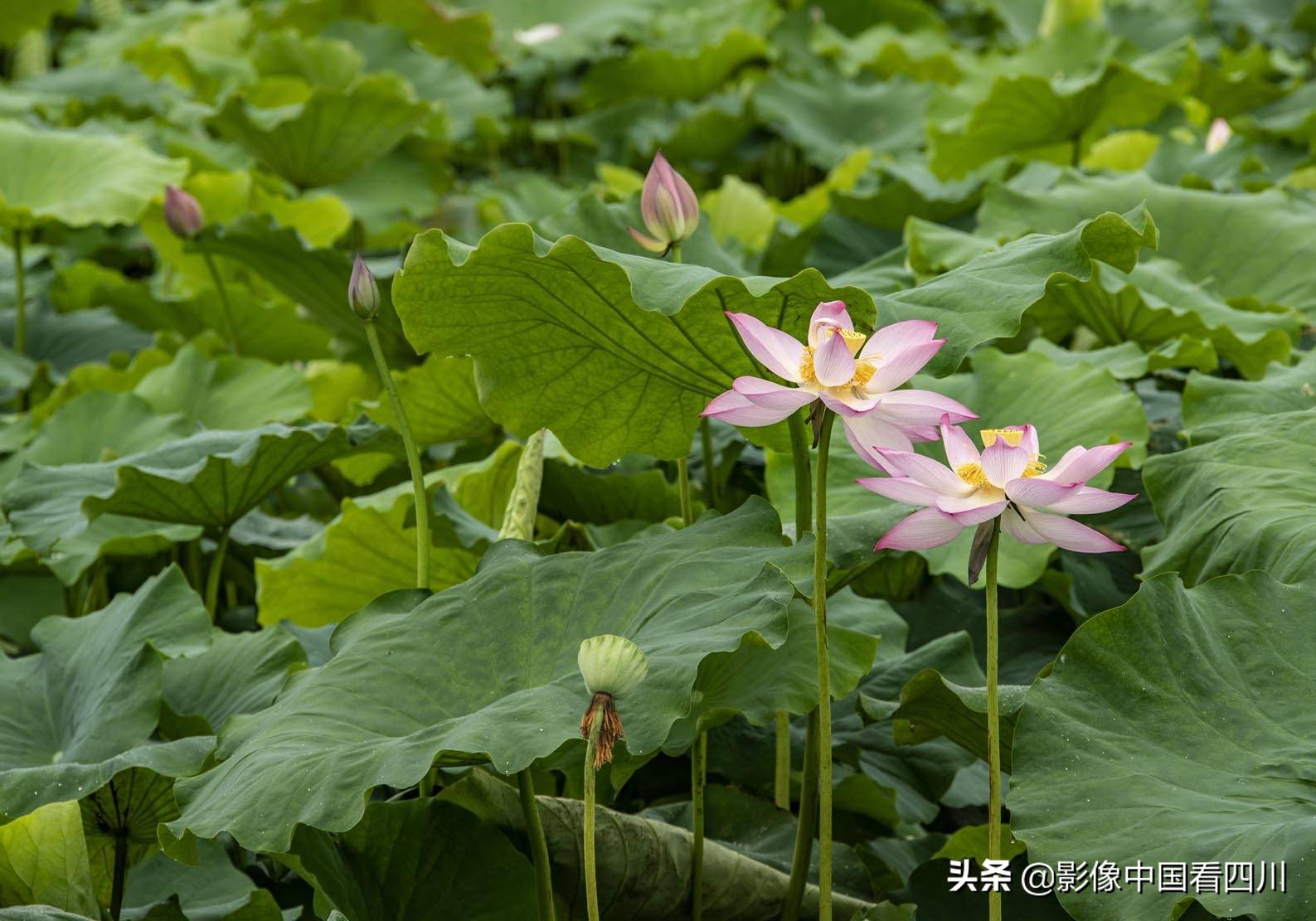 仁寿方家：映日荷花别样红