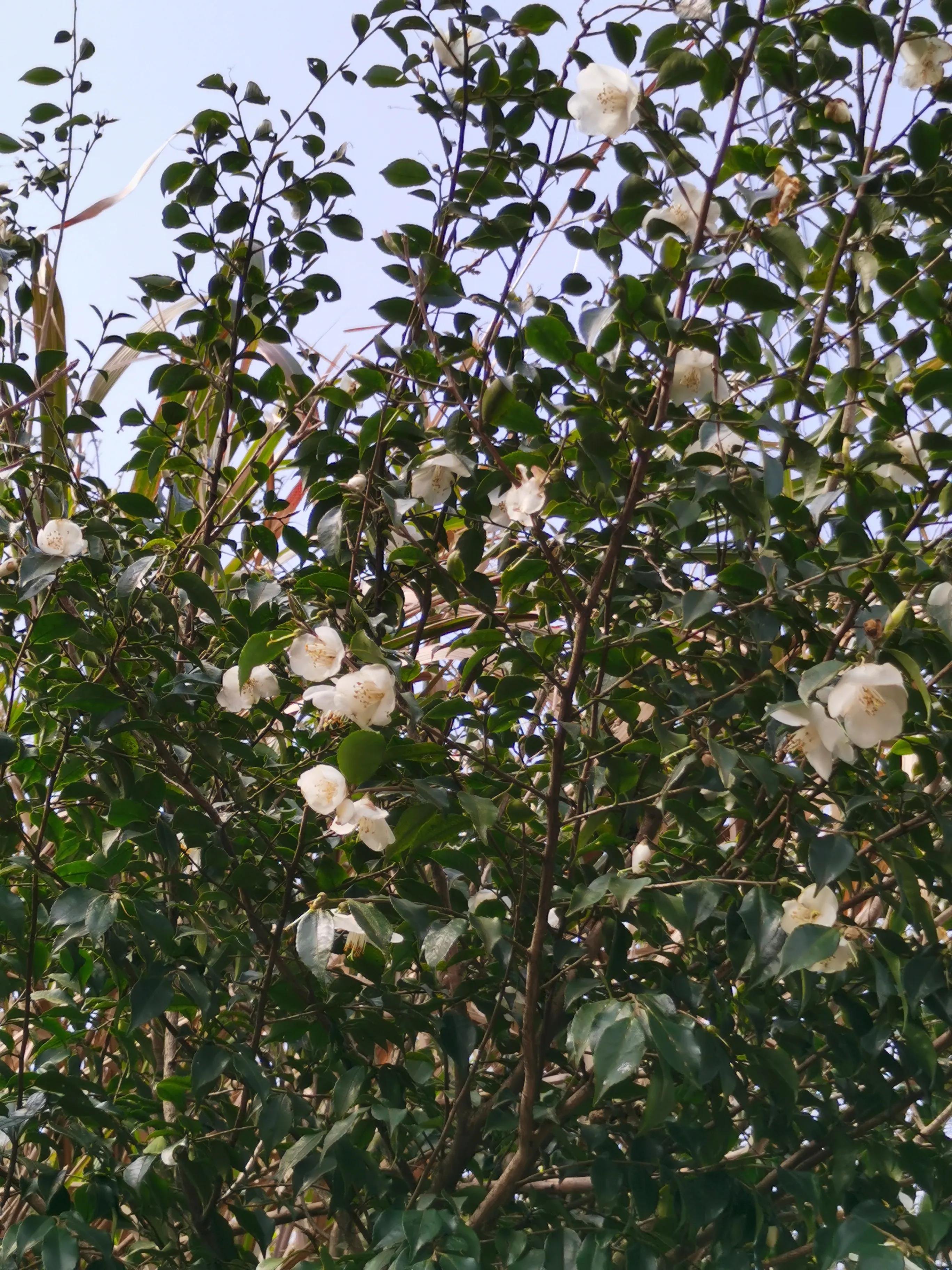 一路芬芳赏山景