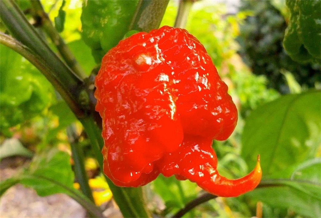 世界上最辣的辣椒（印度魔鬼椒被秒成渣，你敢不敢尝一尝？）-第15张图片