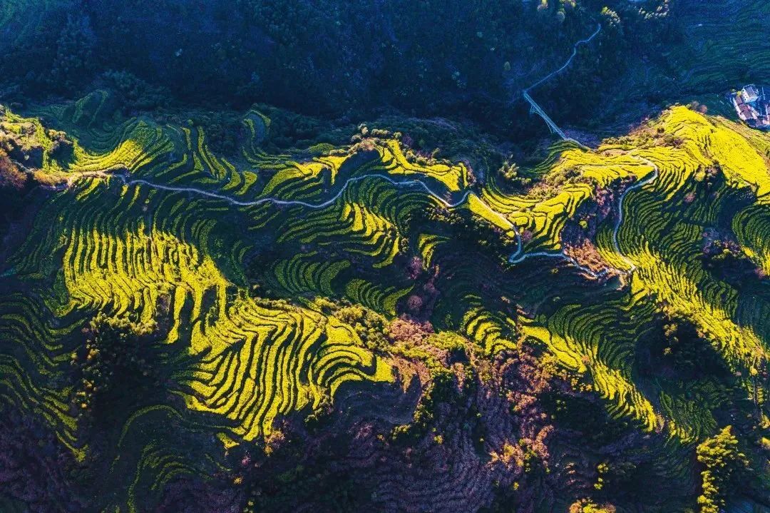 阳春三月，宜到篁岭来赏春