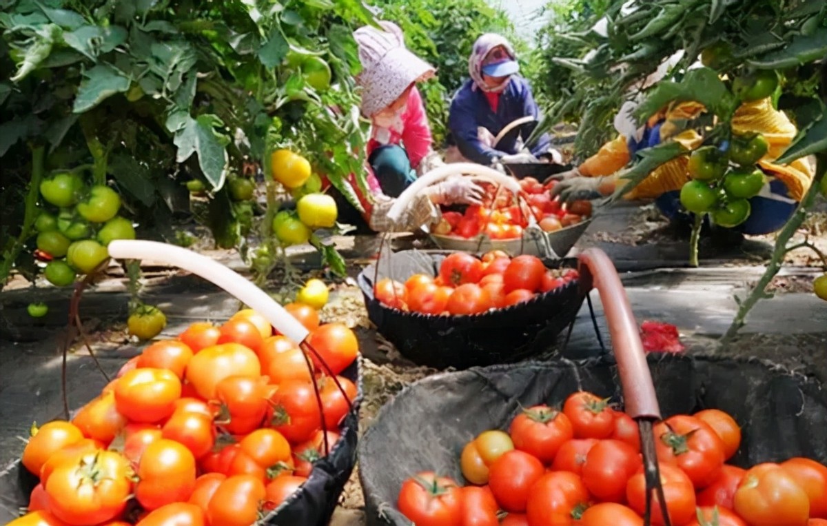 女博士江宇虹，放弃高管当农夫，年收入破亿！世界500强找她合作