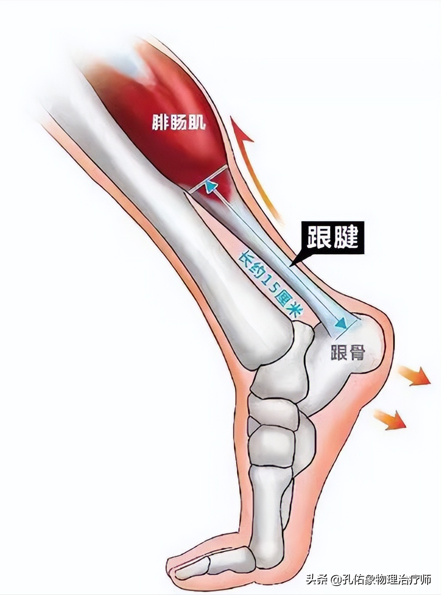 后方的肌肉,一般长约15公分左右,是我们人体最长,最强大的肌腱之一