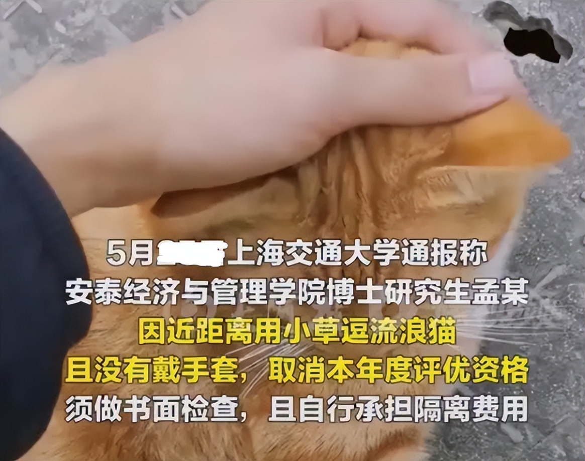 上海交通大学博士被处分，只因撸了流浪猫，校方表示是为学生好
