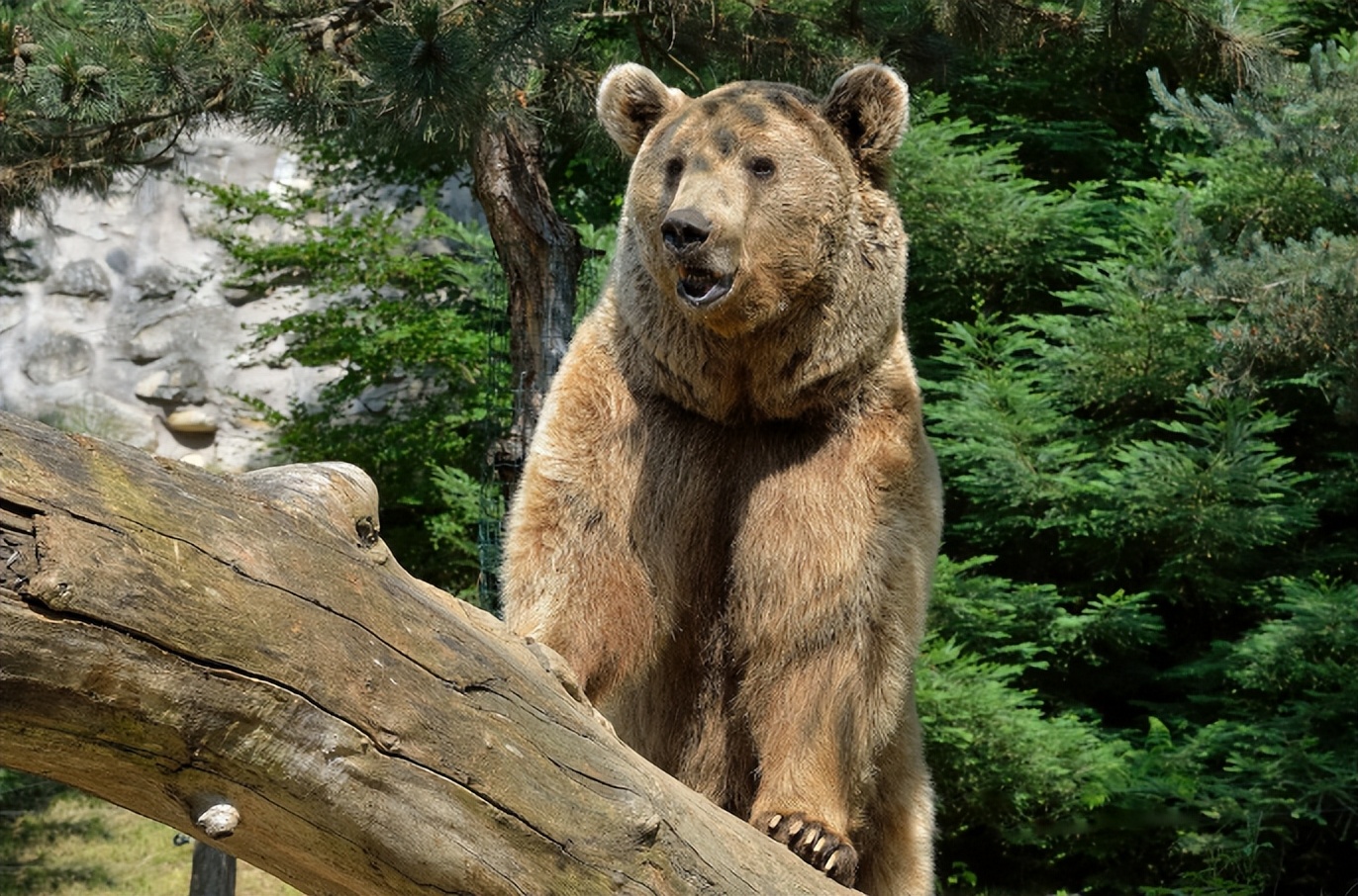 黑龙江男子挖野菜被熊攻击，遇熊时，快速离开还是“原地装死”？