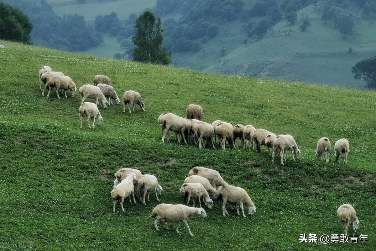 在农村养殖100头羊，一年10万比工厂打螺丝强