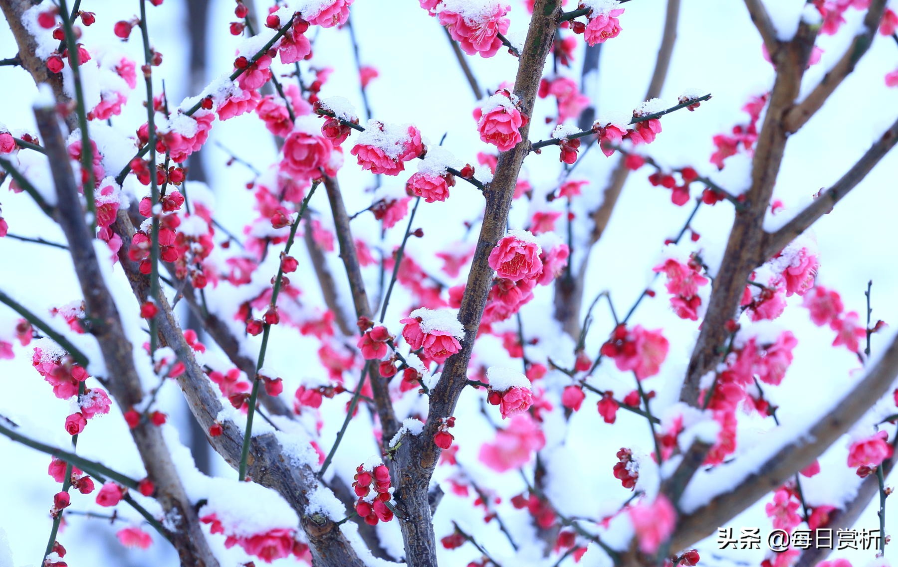 阳春三月雪，雪落枝头，佳片佳句