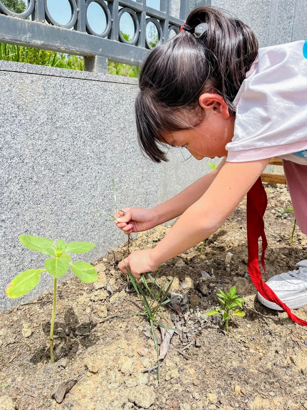 「责任教育 劳动课程」成都市双流区黄甲小学开发特色劳动种植课程