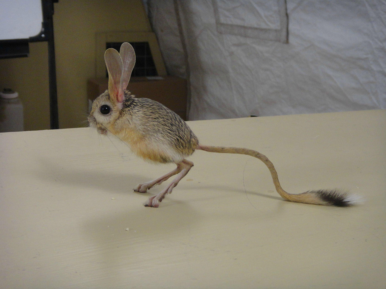 世界上最大的老鼠 世界上最大巨型老鼠-北京百科网