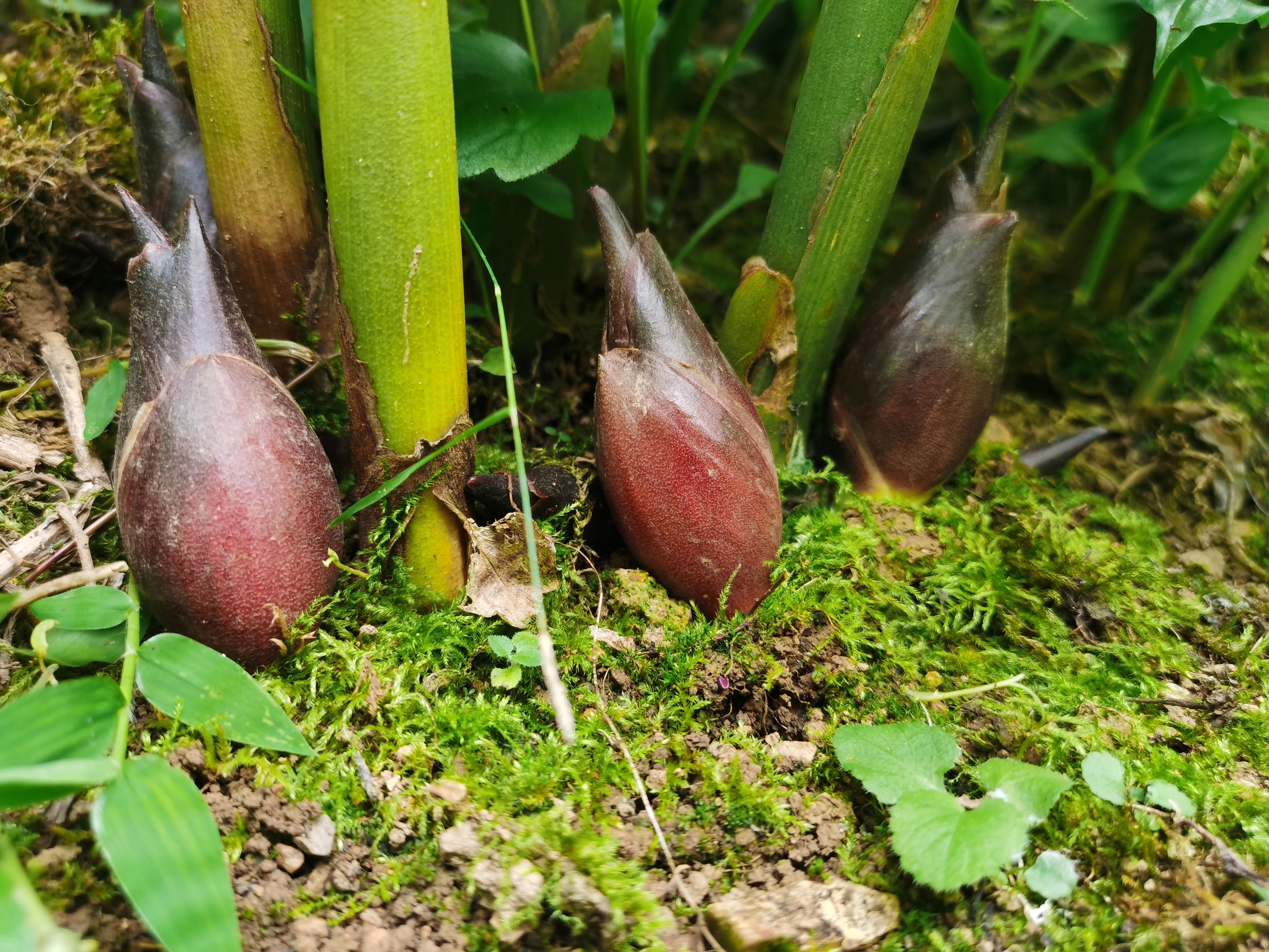 蘆筍蘆筍是天門冬科天門冬屬多年生草本植物石刁柏的幼苗,可供蔬食.