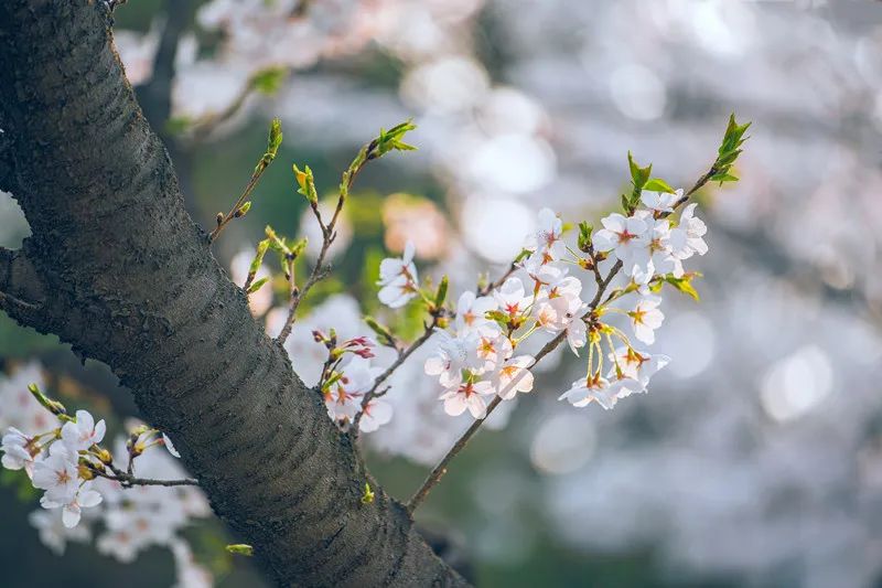 人民日报总结：100首春光诗词，一起感受春天里最美的风景