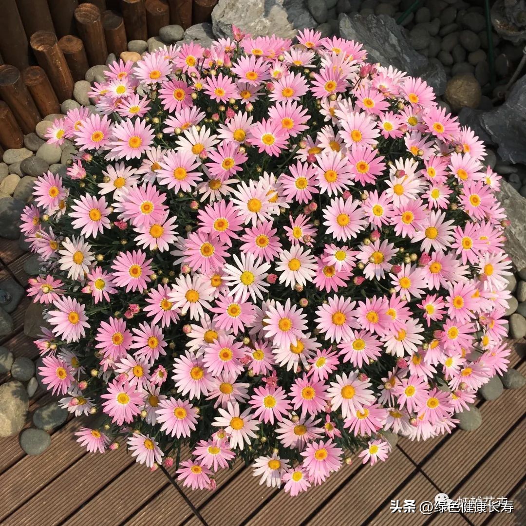 1月开什么花的图片(金秋送爽,菊花开,玛格丽特等你来)