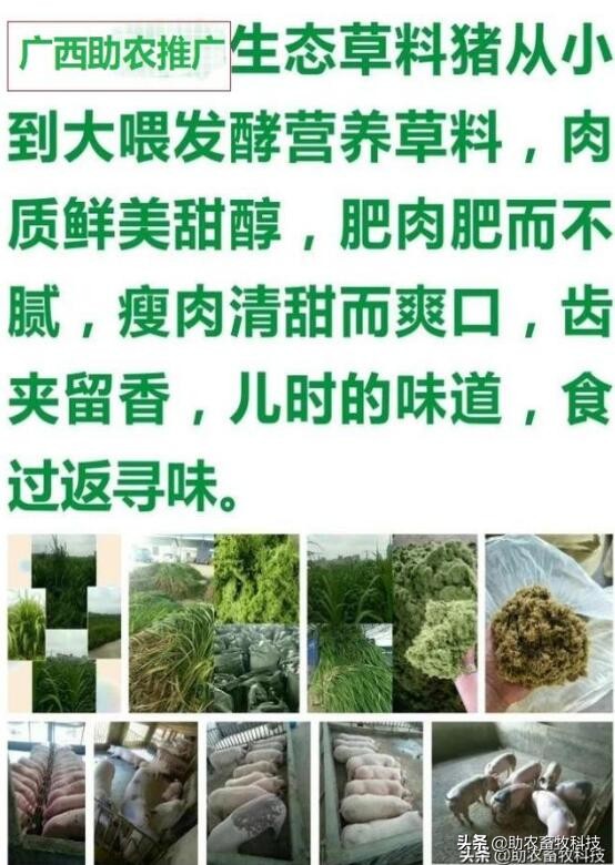 皇竹草、甜象草、糖蔗3号牧草亩产可超30吨，我国北方能种植吗？