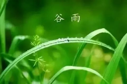 谷雨：与春告别，雨落情长！(太美了)