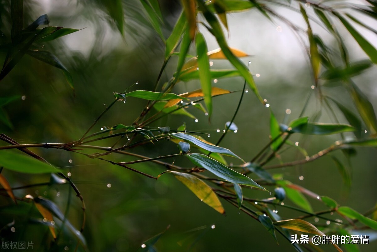 既不回头，何必不忘；既然无缘，何须誓言；人能够不完美但要追求