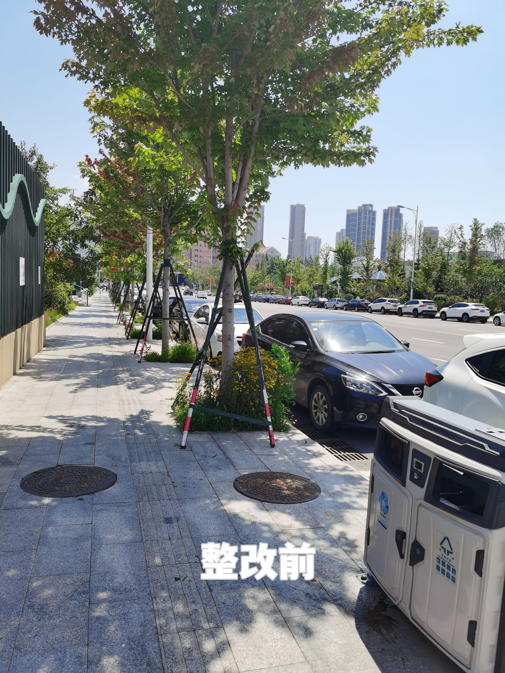 树木支撑架维修完成 苗岭路街景提升