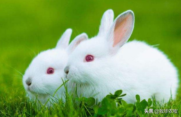 养60只兔子一年利润，兔子的养殖效益分析？