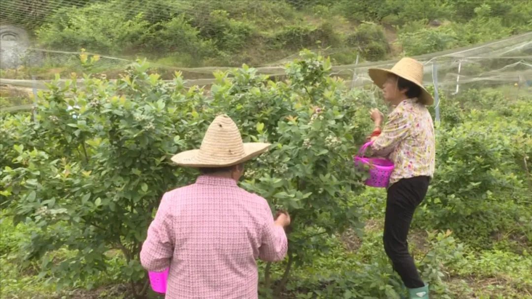 「全面推進鄉村振興」四堡：夏天田間農事忙 藍莓采摘正當時