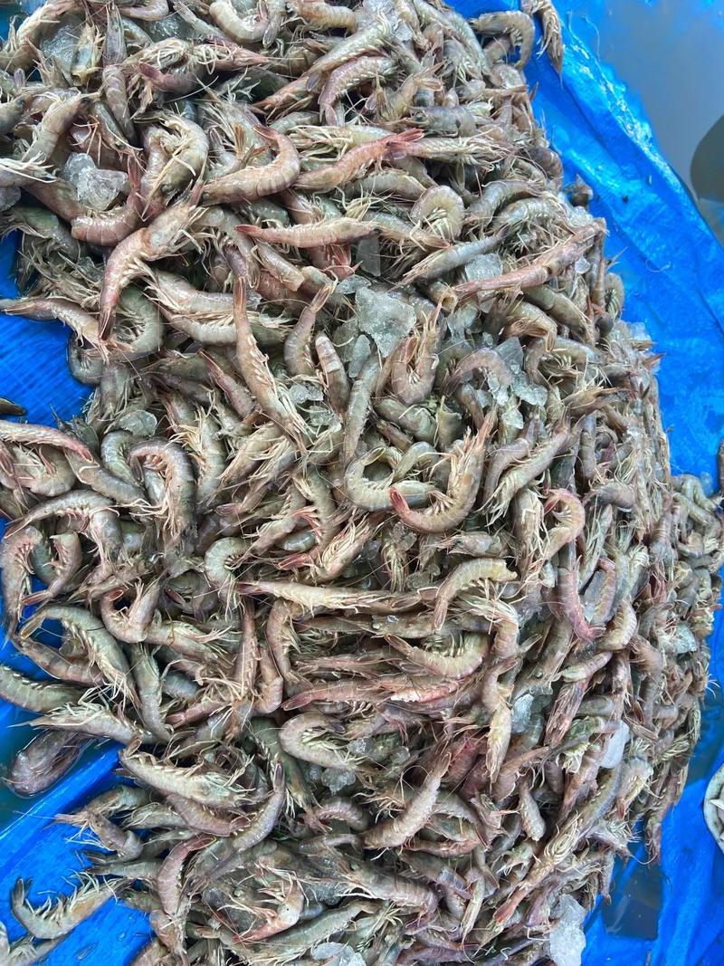 青岛开海了 螃蟹、虾虎、八带等最新海鲜价格来了
