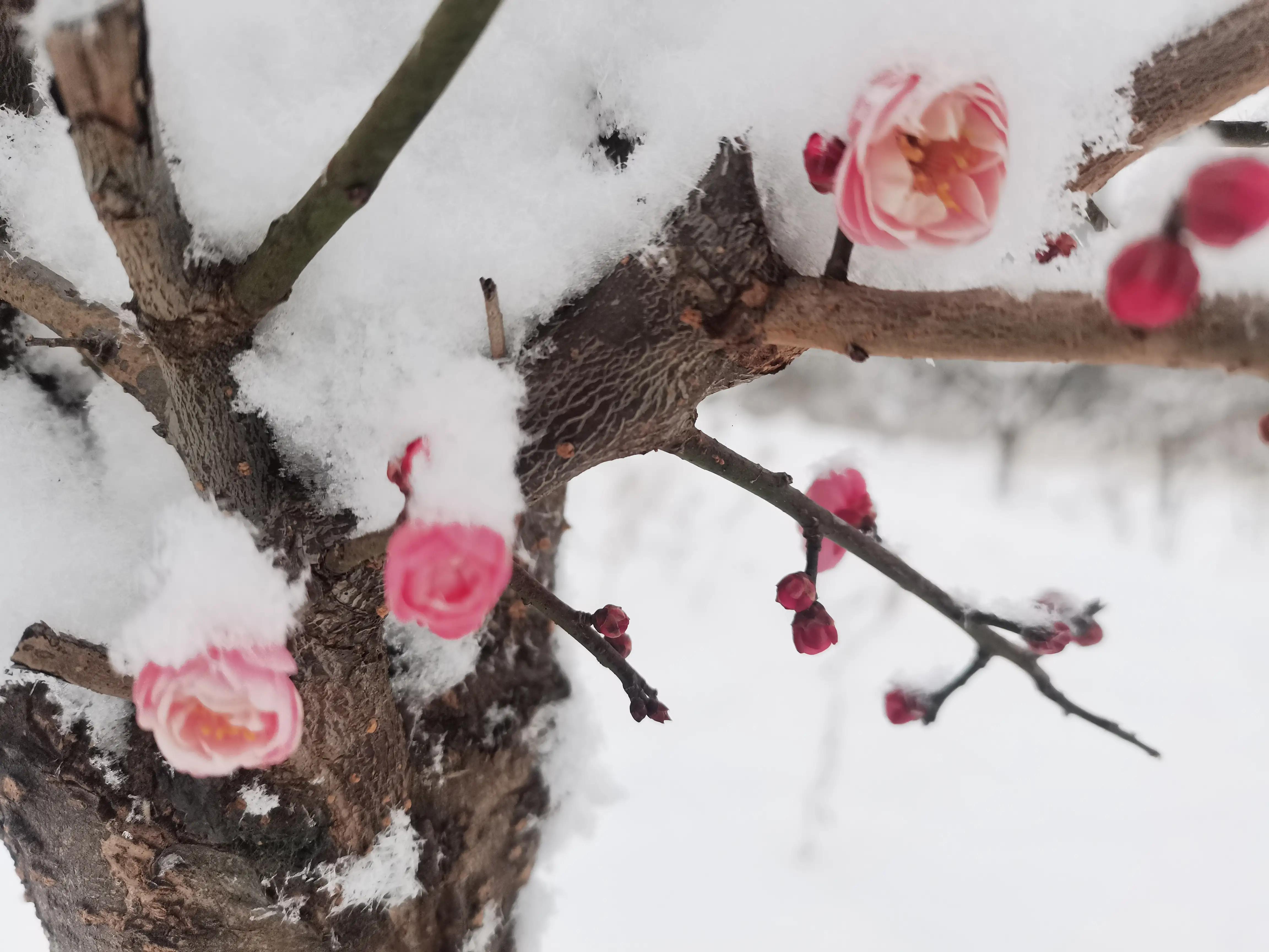大雪压青松青松挺且直的意思大雪压青松青松挺且直是什么意思