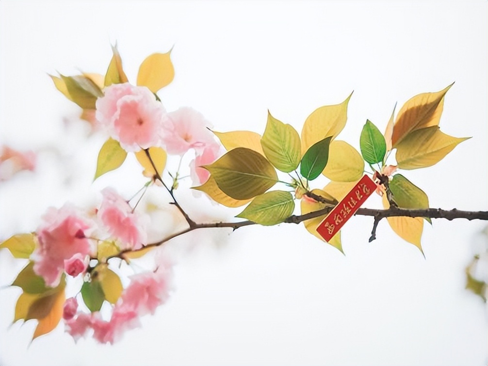 毕业生进入公安机关、人民检察院！西南政法“曝光”又一硬核专业！