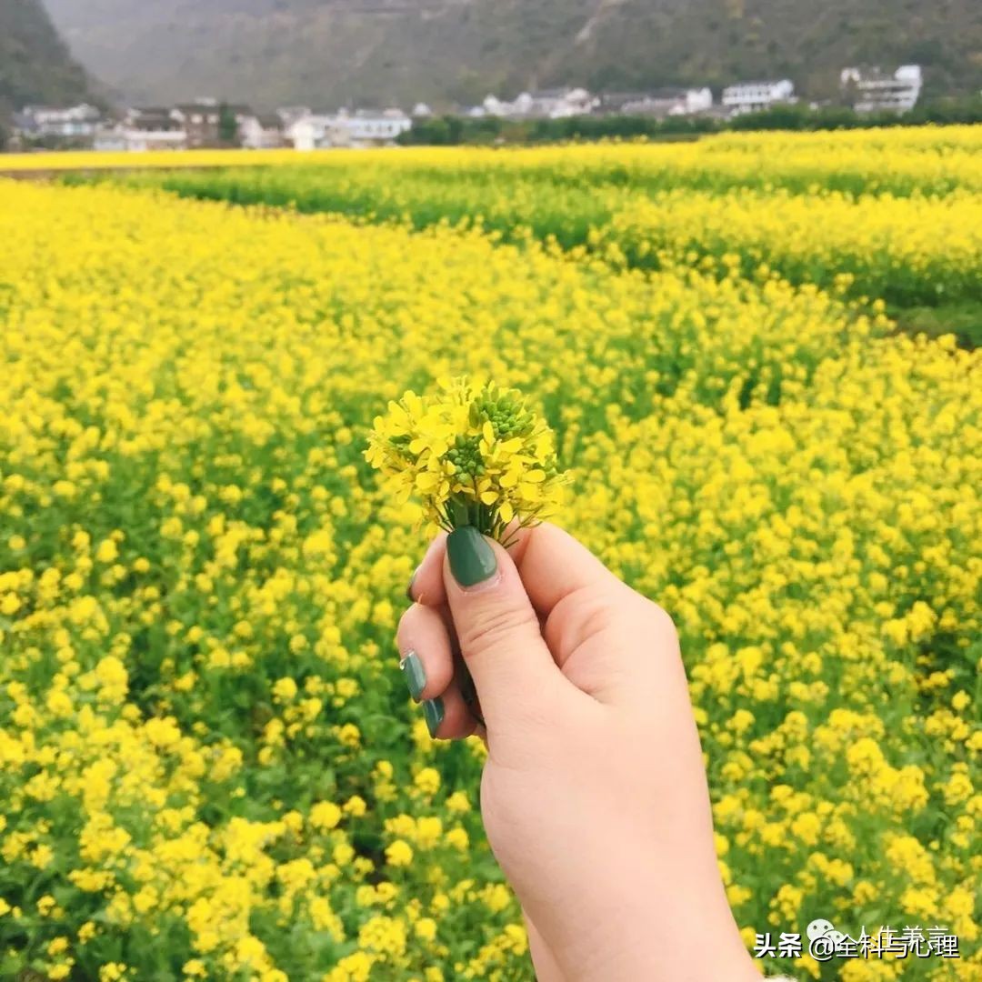 油菜花开的句子唯美(油菜花开的句子唯美短句)