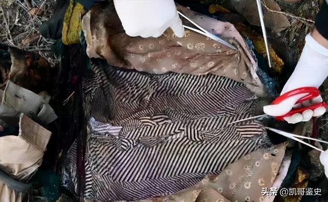 男子因杀妻被判15年，11年后亡妻竟死而复生，已和其他人结婚生子