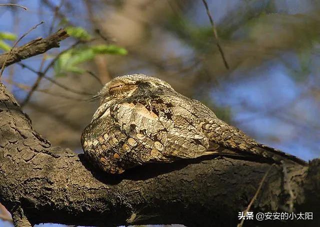 你能看出来吗(六种善于伪装的鸟，你能看出来吗？)