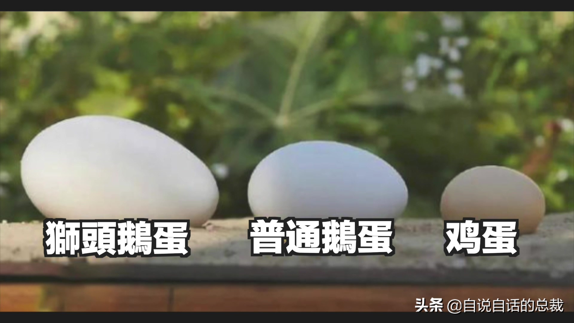 为什么动物都怕鹅？有鹅的地方没有蛇？大鹅的真实面貌超出你想象